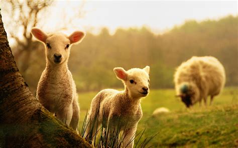 cute lamb pictures|lamb aesthetic.